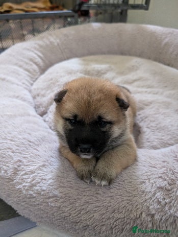 Japanese Shiba Inu dogs Lovely Shiba Inu Puppies, Last One Left - Advert 1