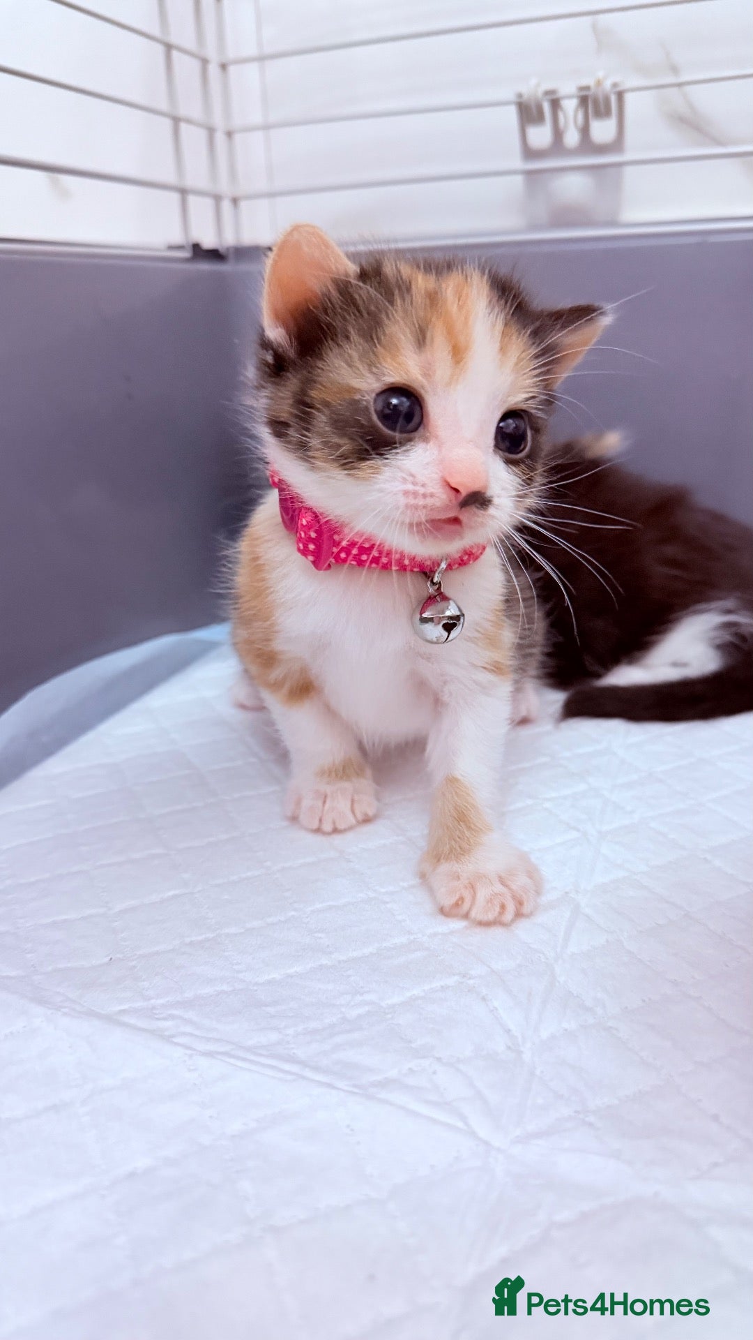 Mixed Breed cats 🩶Ragamuffin crossed Bengal kittens🩶 - Advert 21