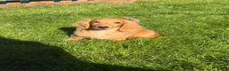 Miniature Dachshund dogs for sale: Ready now KC reg 5 month old boy  - Advert 12