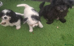 Shihpoo dogs for sale: Shitzu/Poodle  - Image 6