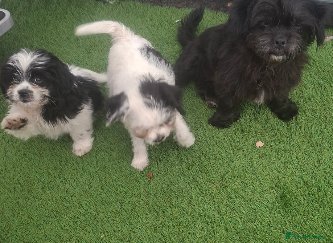 Shihpoo dogs for sale: Shitzu/Poodle  - Image 6