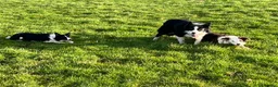 Border Collie dogs for sale: Cornmill Farm Border Collies  in Bradford - Advert 11