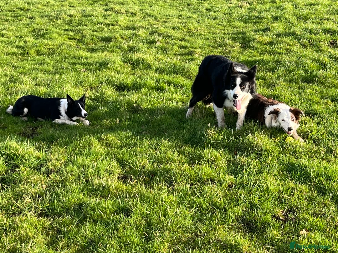 Border Collie dogs for sale: Cornmill Farm Border Collies  in Bradford - Advert 11