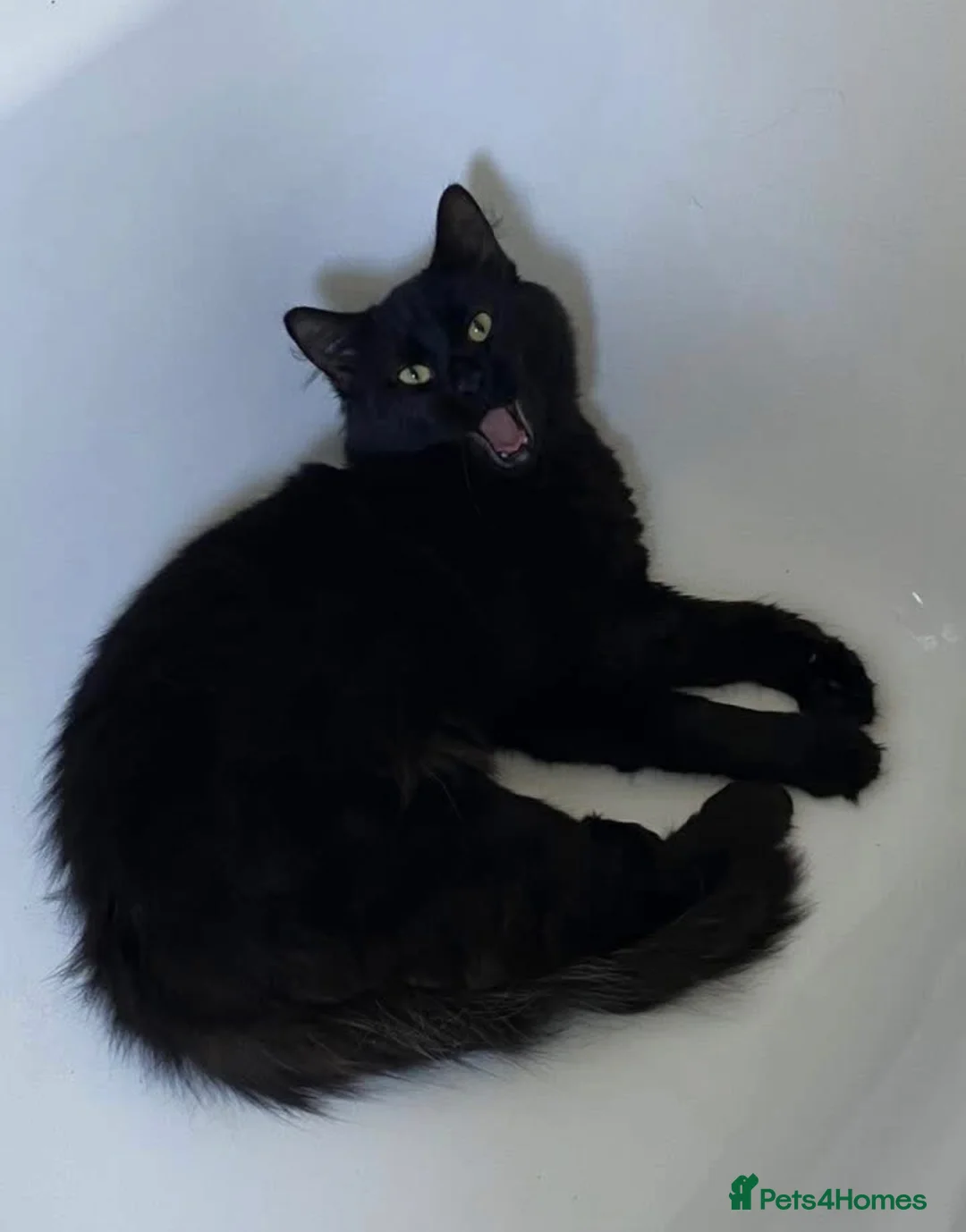 RagaMuffin cats for sale: Bear  in Manchester - Advert 2