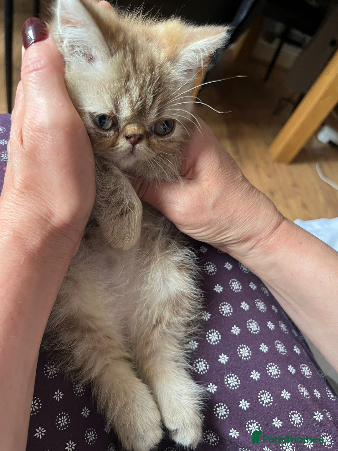 Exotic cats for sale: Female exotic Persian  - Image 4