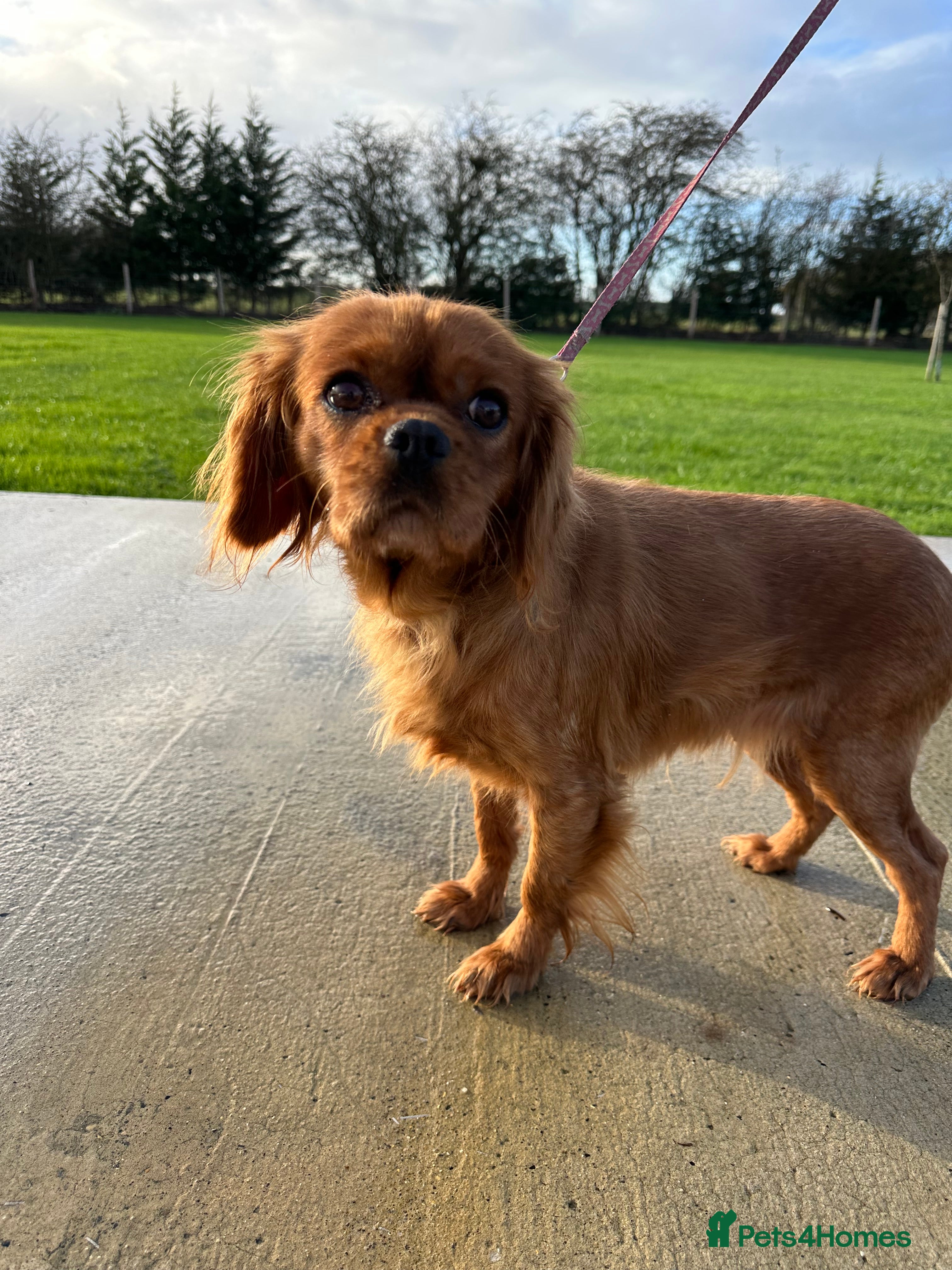 Cavalier King Charles Spaniel dogs Cavalier King Charles Cavalier  - Advert 1