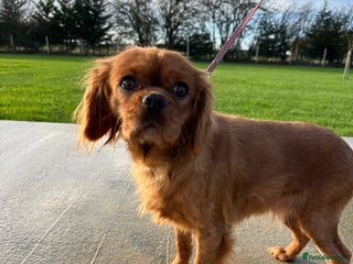 Cavalier King Charles Spaniel dogs Cavalier King Charles Cavalier - Advert 1