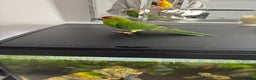Parakeets birds for sale: Beautiful Kakariki Male - Advert 2