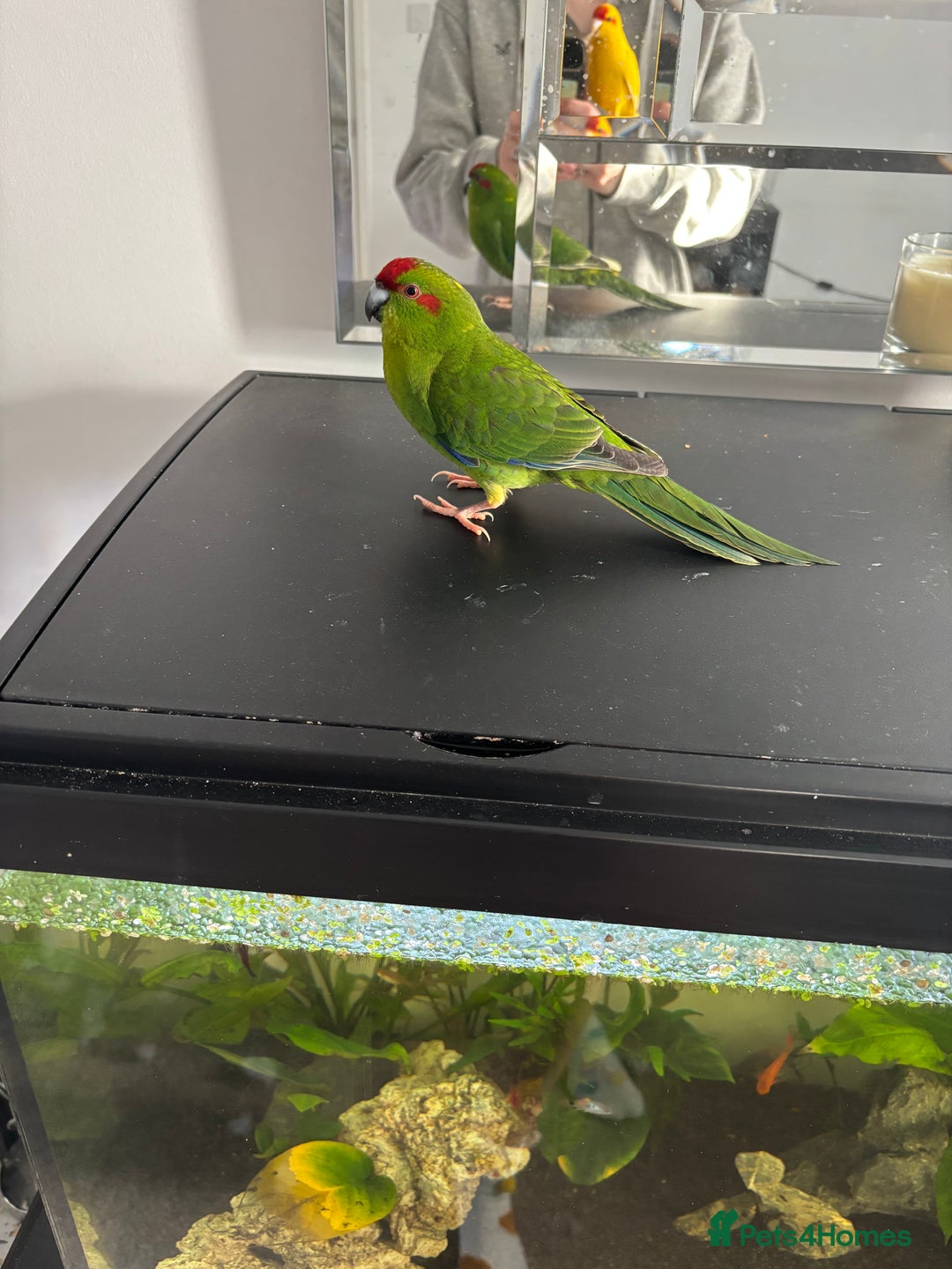 Parakeets birds for sale: Beautiful Kakariki Male - Advert 2
