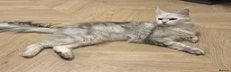 Maine Coon cats for sale: TICA  Mainecoone Black Silver Shaded UNIQUE ❤️🏅🏅 - Advert 10