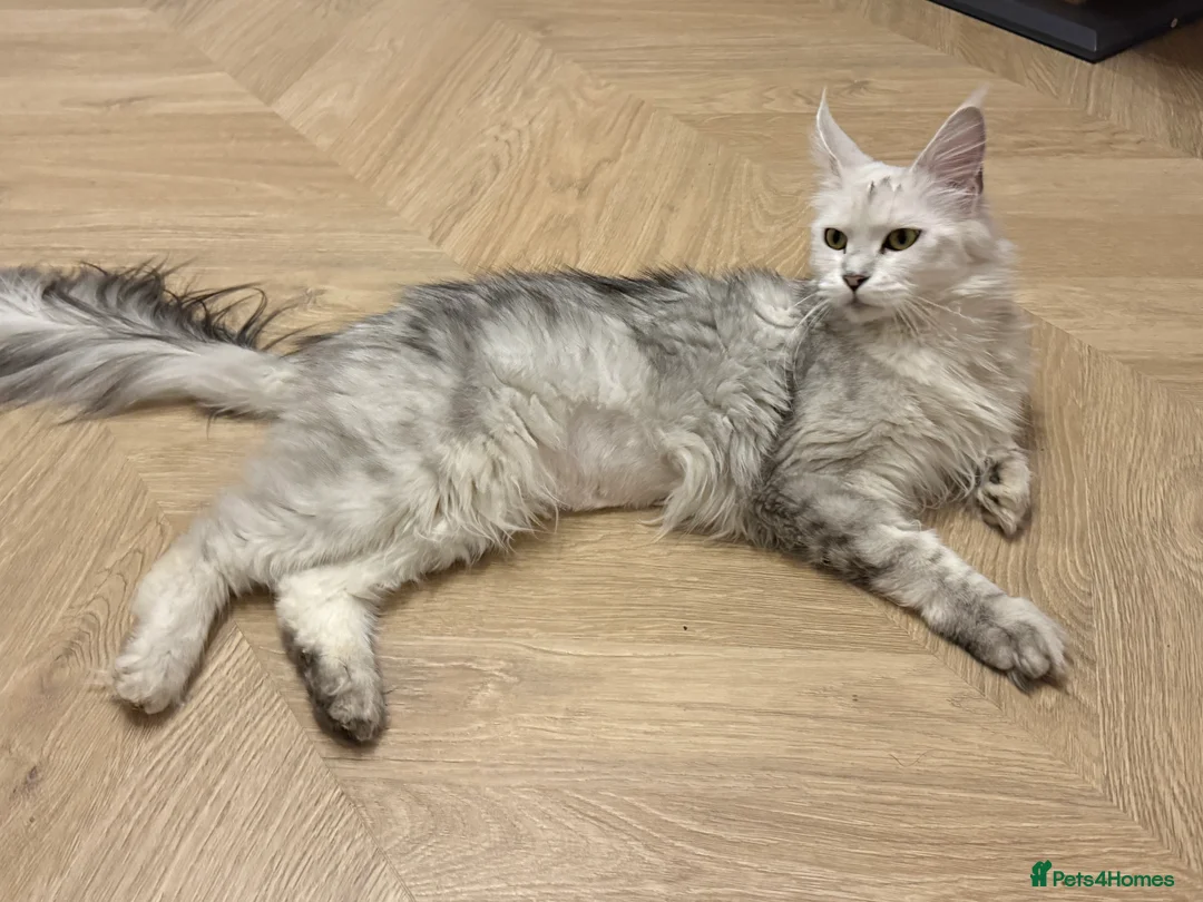 Maine Coon cats for sale: TICA  Mainecoone Black Silver Shaded UNIQUE ❤️🏅🏅 - Advert 10