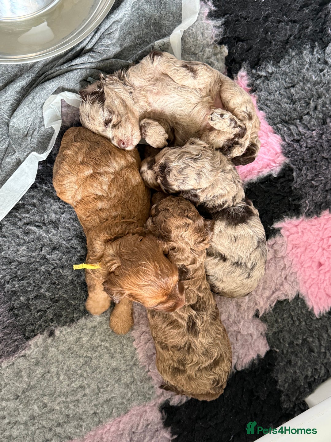 Cockapoo dogs for sale: F2bb Cockapoo Puppies-one red merle girl left ❤️ - Image 35