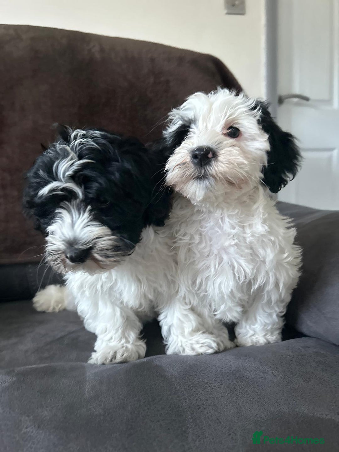 Havanese dogs for sale: Show quality litter of kc reg havanese puppies in Lincoln - Image 6