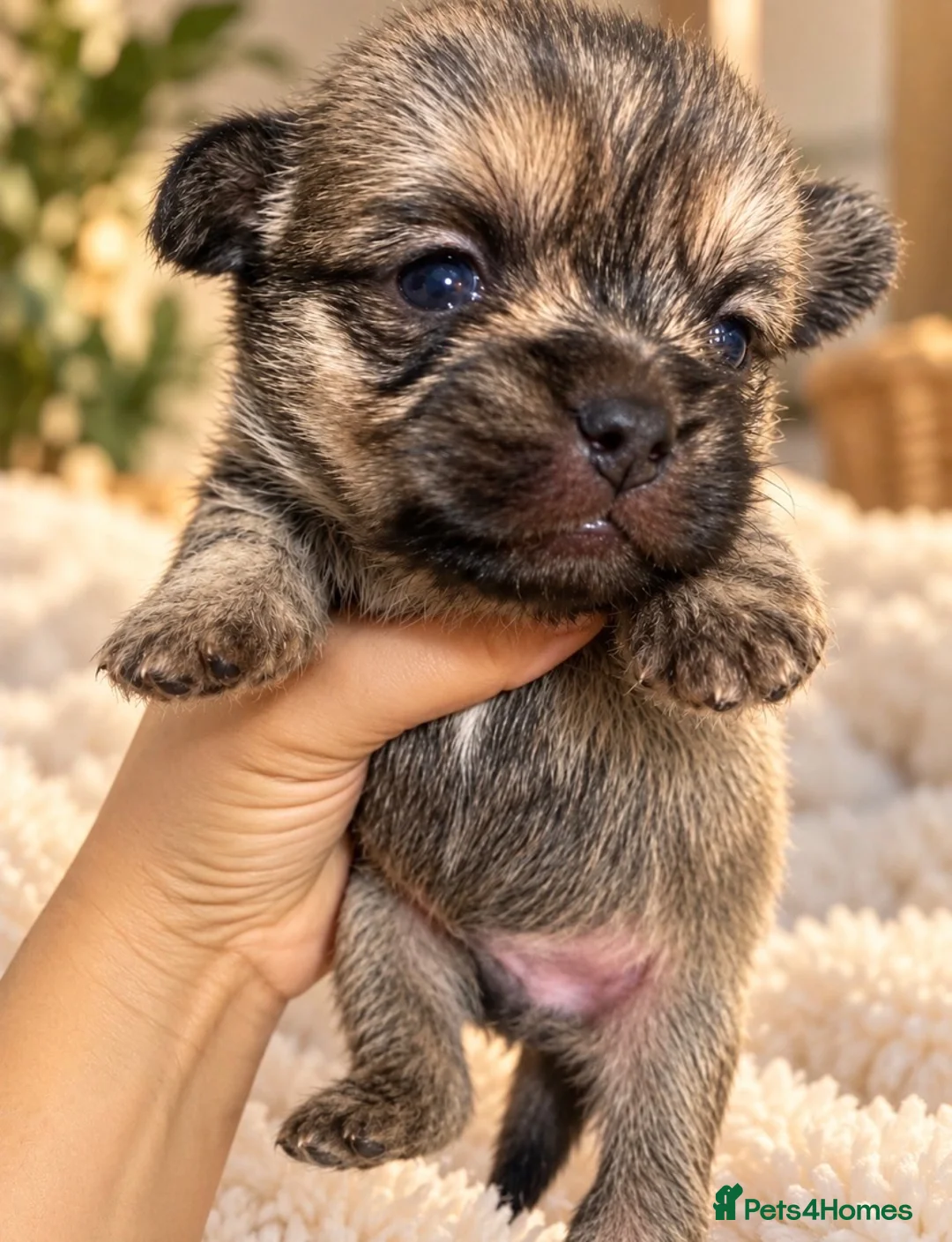 Mixed Breed dogs for sale: 🐶💕 GORGEOUS LITTLE BOYS  💕🐶 in Southampton - Advert 2