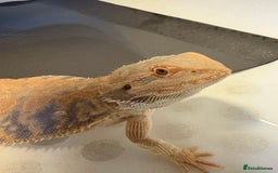 Dragon reptiles for sale: Female Leatherback Bearded Dragon - Image 7