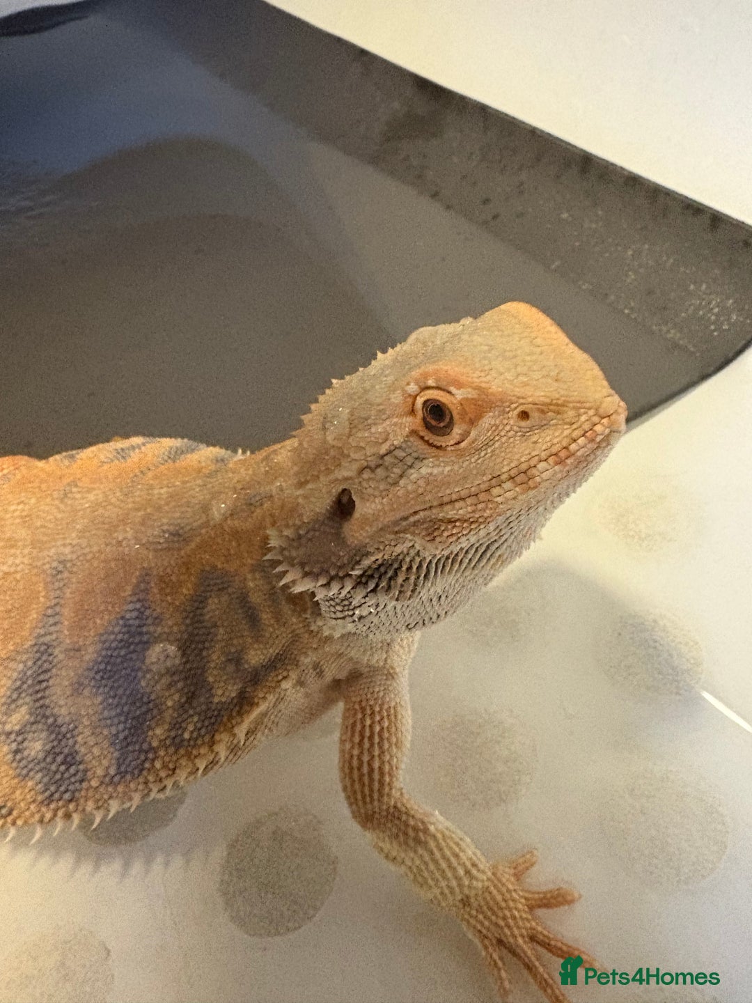 Dragon reptiles for sale: Female Leatherback Bearded Dragon - Image 7
