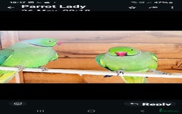 Parrots birds for sale: Ring neck parrot - Image 1