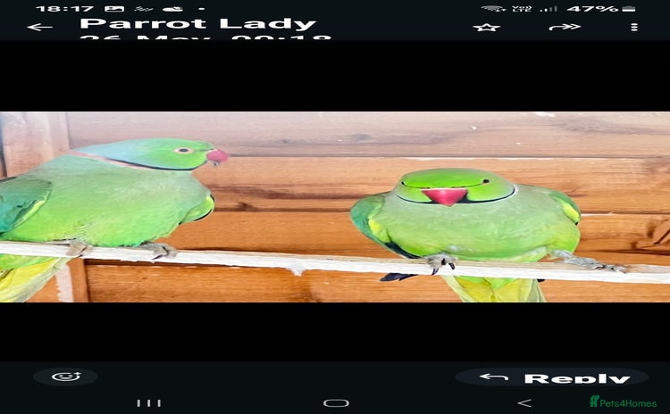 Parrots birds - Advert 1