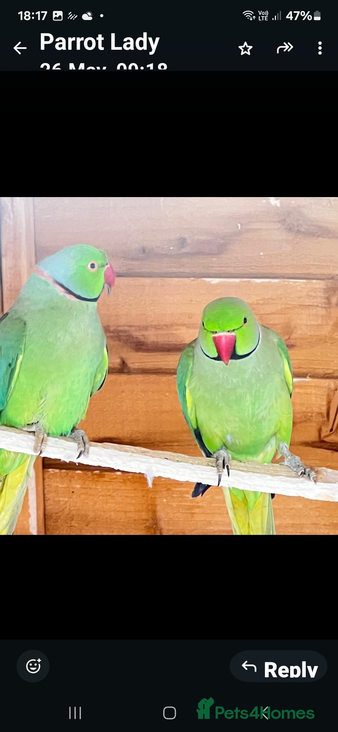 Parrots birds for sale: Ring neck parrot - Image 1