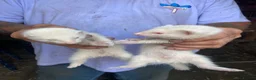 Ferret rodents for sale: Ferrets for sale  in Gravesend - Advert 4