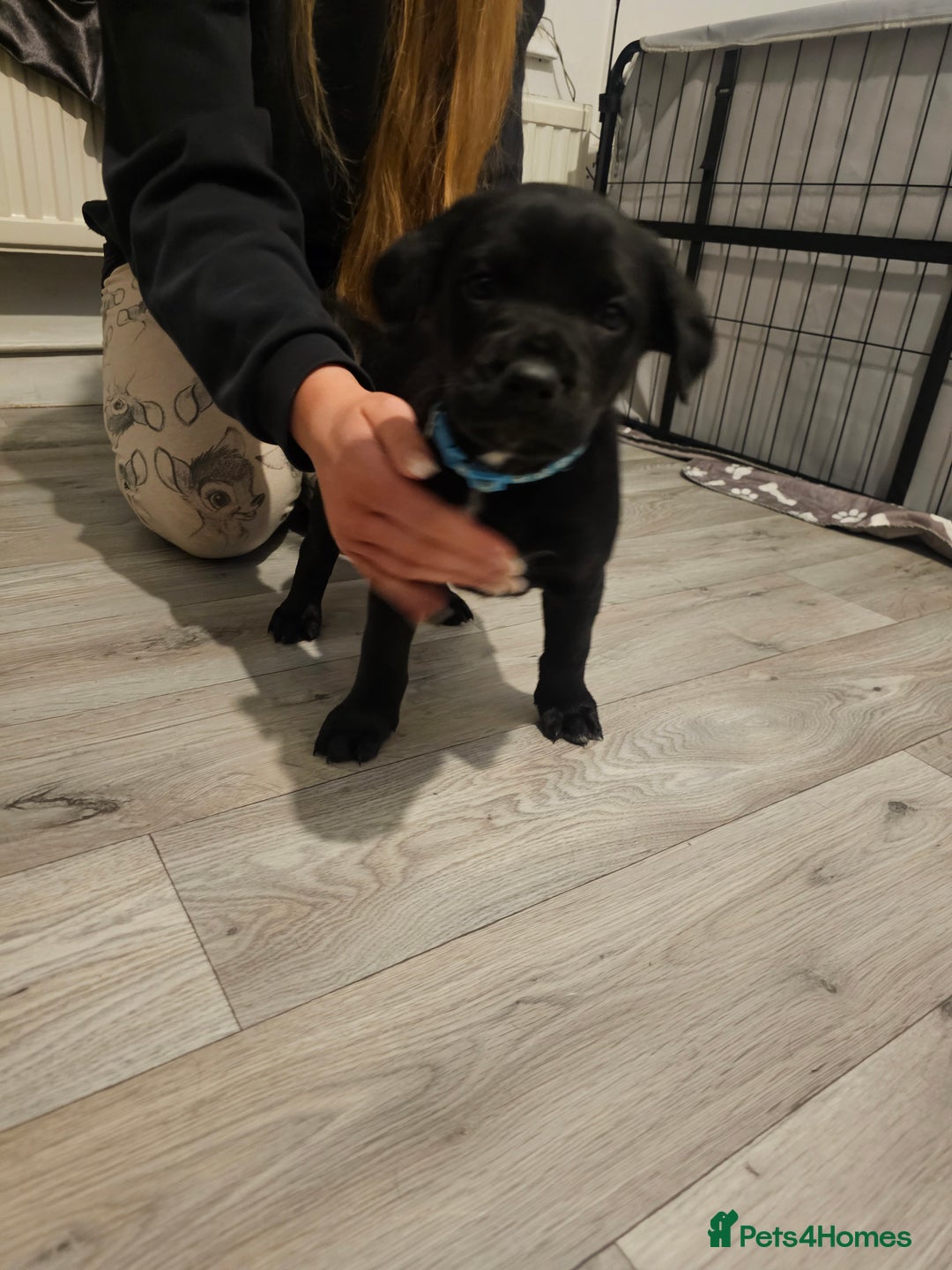 Mixed Breed dogs for sale: Chunky staff x lab pups 3 left - Advert 12