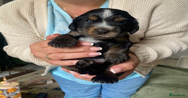 Cocker Spaniel dogs - Advert 20