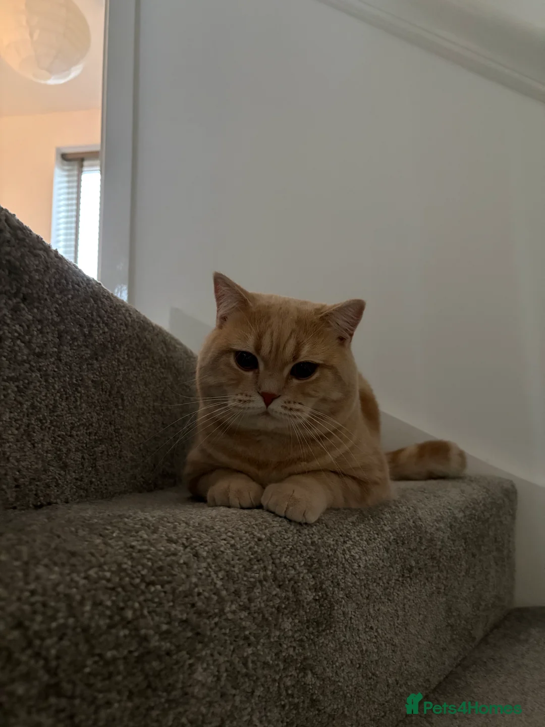 British Shorthair cats for sale: British shorthairs 1 years old brother and sister  - Advert 11