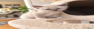 Mowgli 