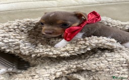 Jack Russell dogs for sale: Tiny Jack Russell pups  - Image 5