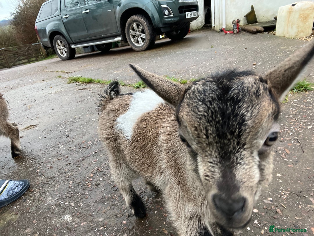 Goats livestock for sale: Pygmy Goat Kids  - Advert 3