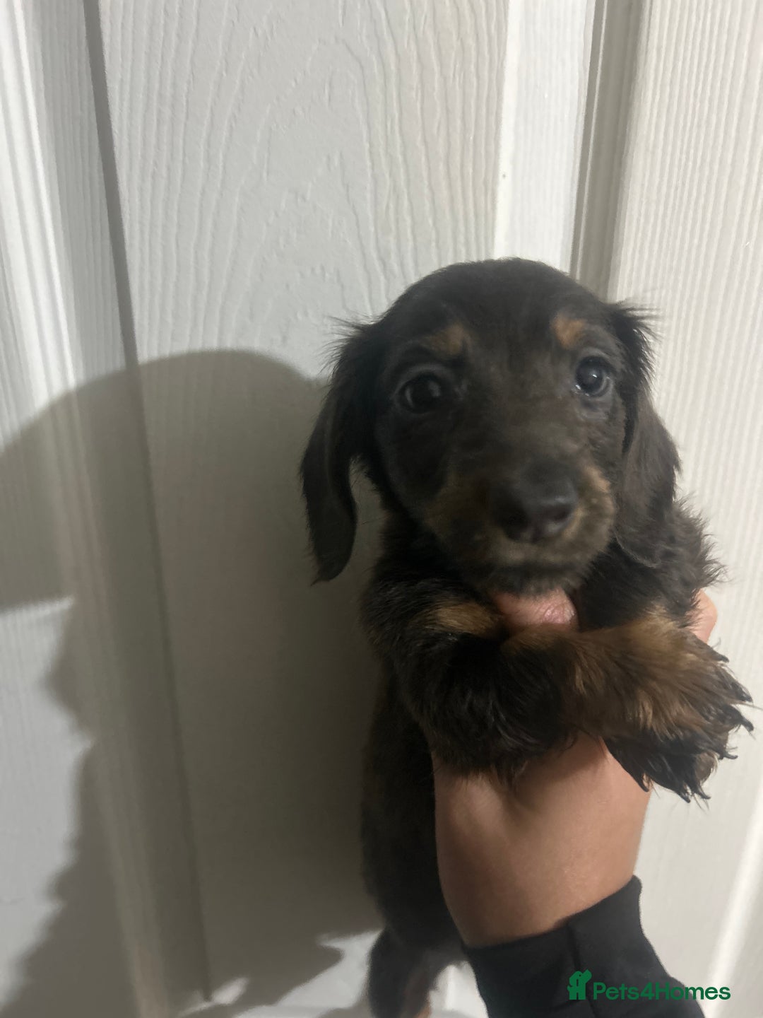 Dachshund dogs for sale: Dachshund puppies - Advert 10