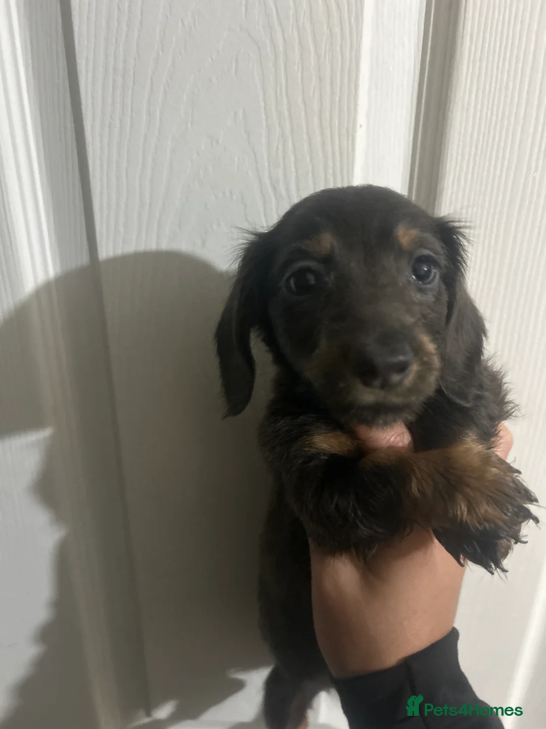 Dachshund dogs for sale: Dachshund puppies - Advert 10