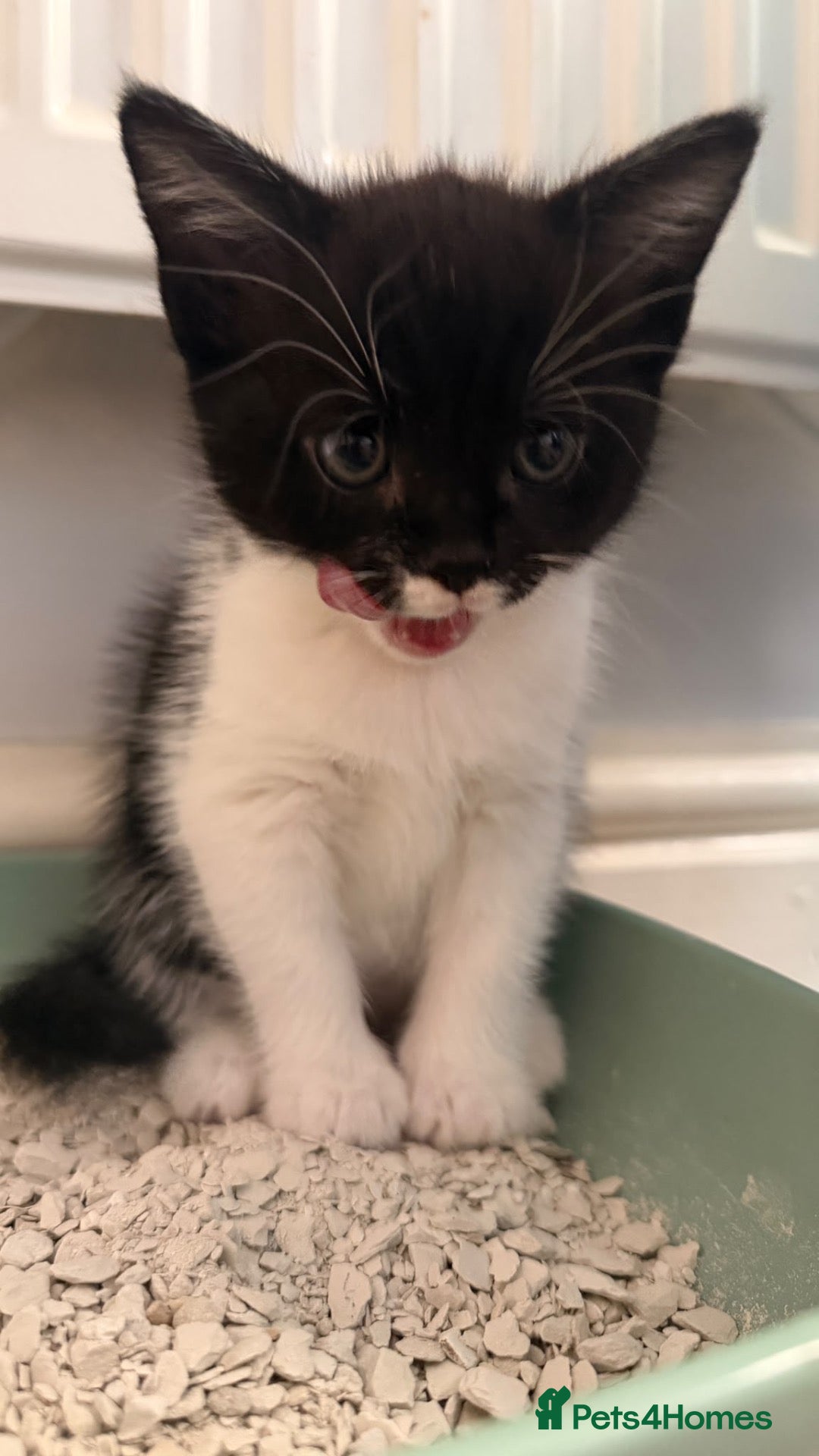 Mixed Breed cats Tuxedo kitten - Advert 9