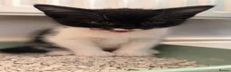 Mixed Breed cats for sale: Tuxedo kitten - Advert 3