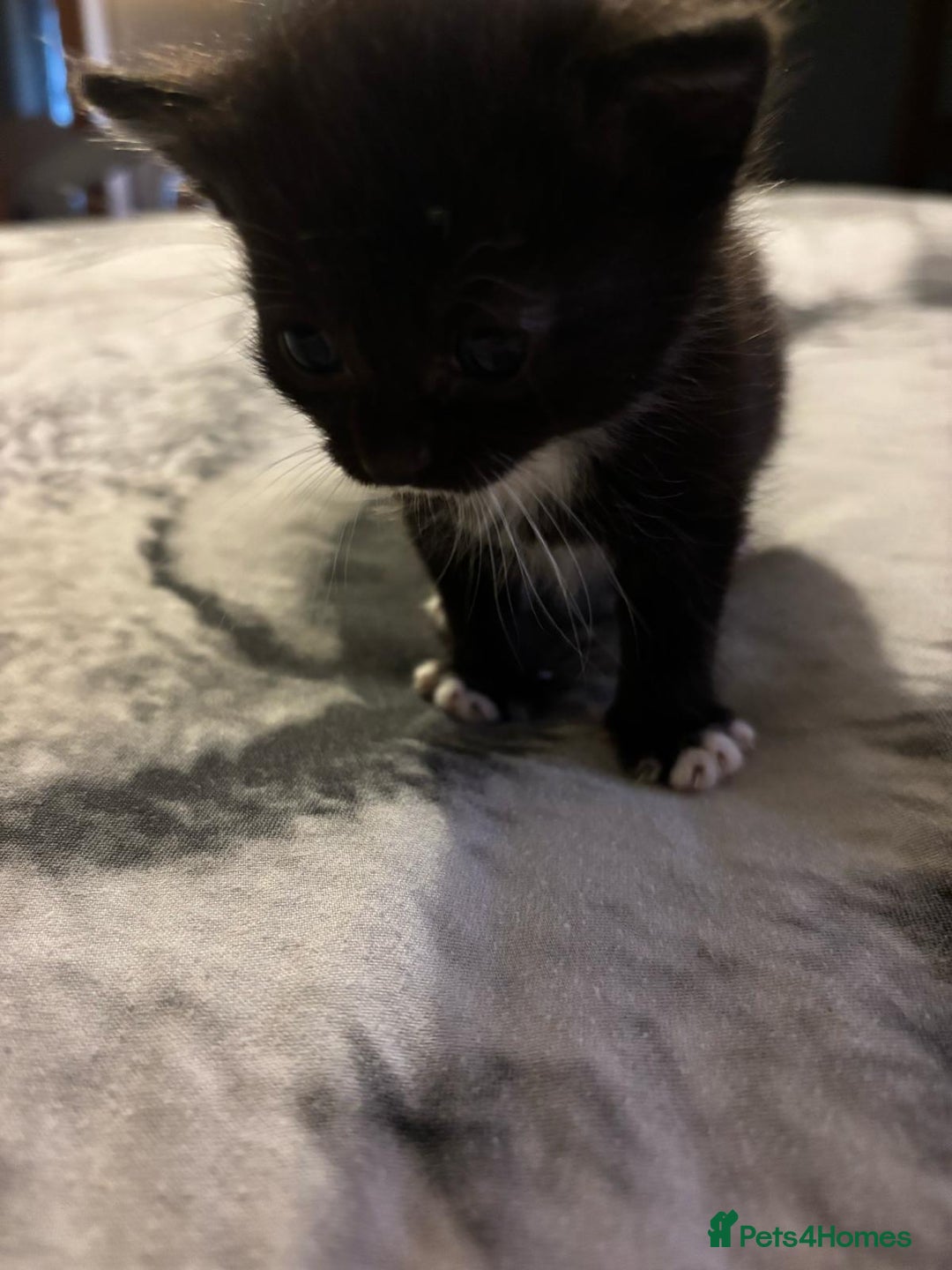 Mixed Breed cats for sale: 2 girls 2 boys - Image 2
