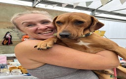 Mixed Breed dogs for adoption: ROWAN - You'll Fall in Love with this Boy! - Image 6