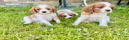 Cavalier King Charles Spaniel dogs for sale: 6 Beautiful KC Registered Cavalier King Charles  - Advert 18