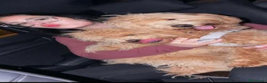 Cockapoo 2