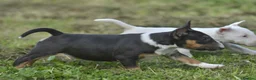 Miniature Bull terrier dogs for sale: Quality miniature english bull terrier puppies - Advert 6