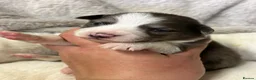 Border Collie dogs for sale: Gorgeous KC Registered Health Tested Border Collie - Advert 16