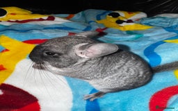 Chinchilla rodents for sale: 1 Grey Male Baby Chinchilla For Sale  - Image 5