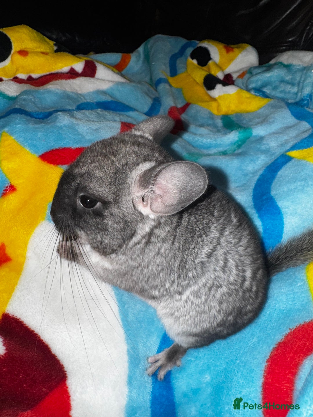 Chinchilla rodents for sale: 1 Grey Male Baby Chinchilla For Sale  - Image 5