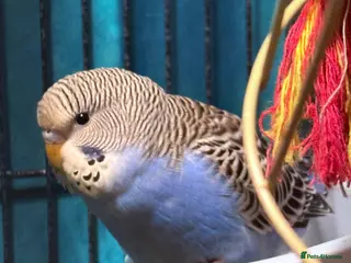 Budgerigars birds female budgies for sale 5 months old - Advert 9