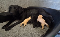 Labrador Retriever dogs for sale: Labrador Retriever Puppies  - Image 1