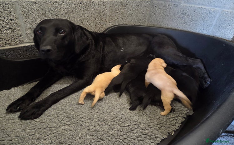 Labrador Retriever dogs - Advert 13