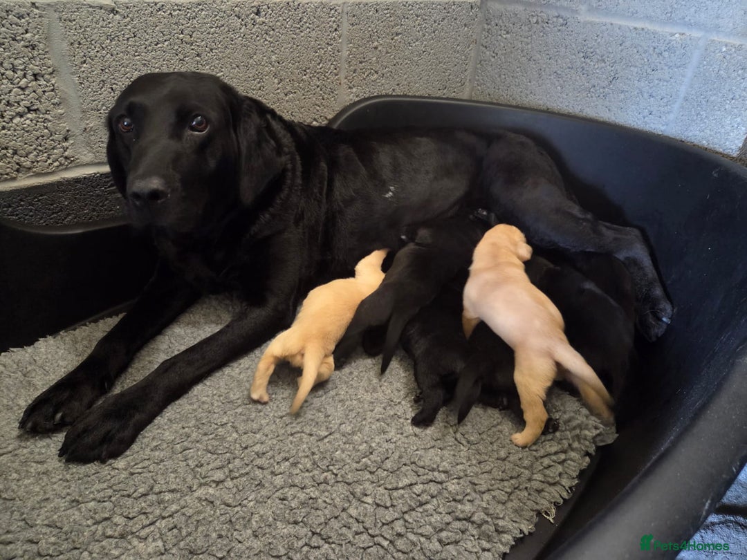 Labrador Retriever dogs for sale: Labrador Retriever Puppies  - Image 1