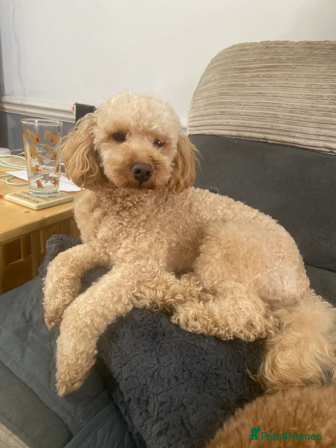Toy Poodle dogs for sale: Toy Poodles KC Registered Health Tested Parents - Advert 5