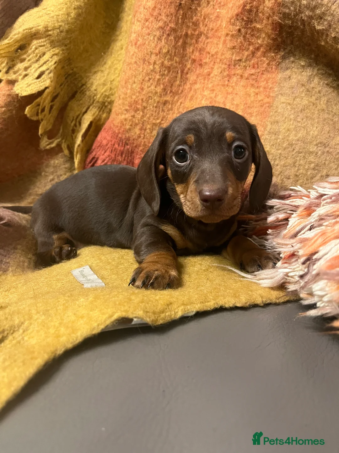 Miniature Dachshund dogs for sale: READY TO GO, 1 girl left! KC, PRA clear  - Advert 8