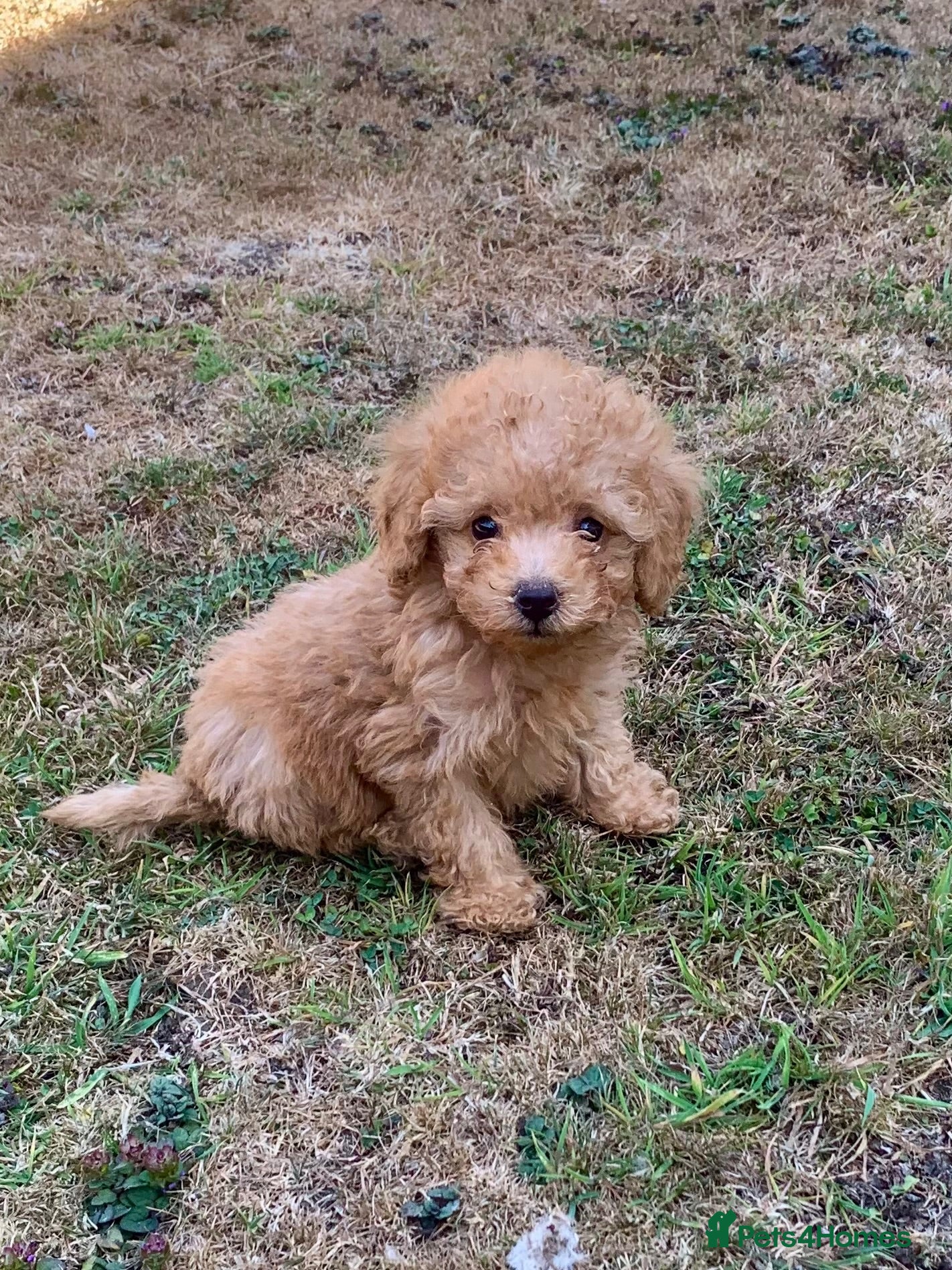 Cockapoo dogs Stunning F1B toy cockapoo puppies  - Advert 14