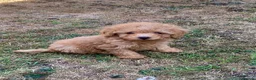 Cockapoo dogs for sale: Stunning F1B toy cockapoo puppies  - Advert 6